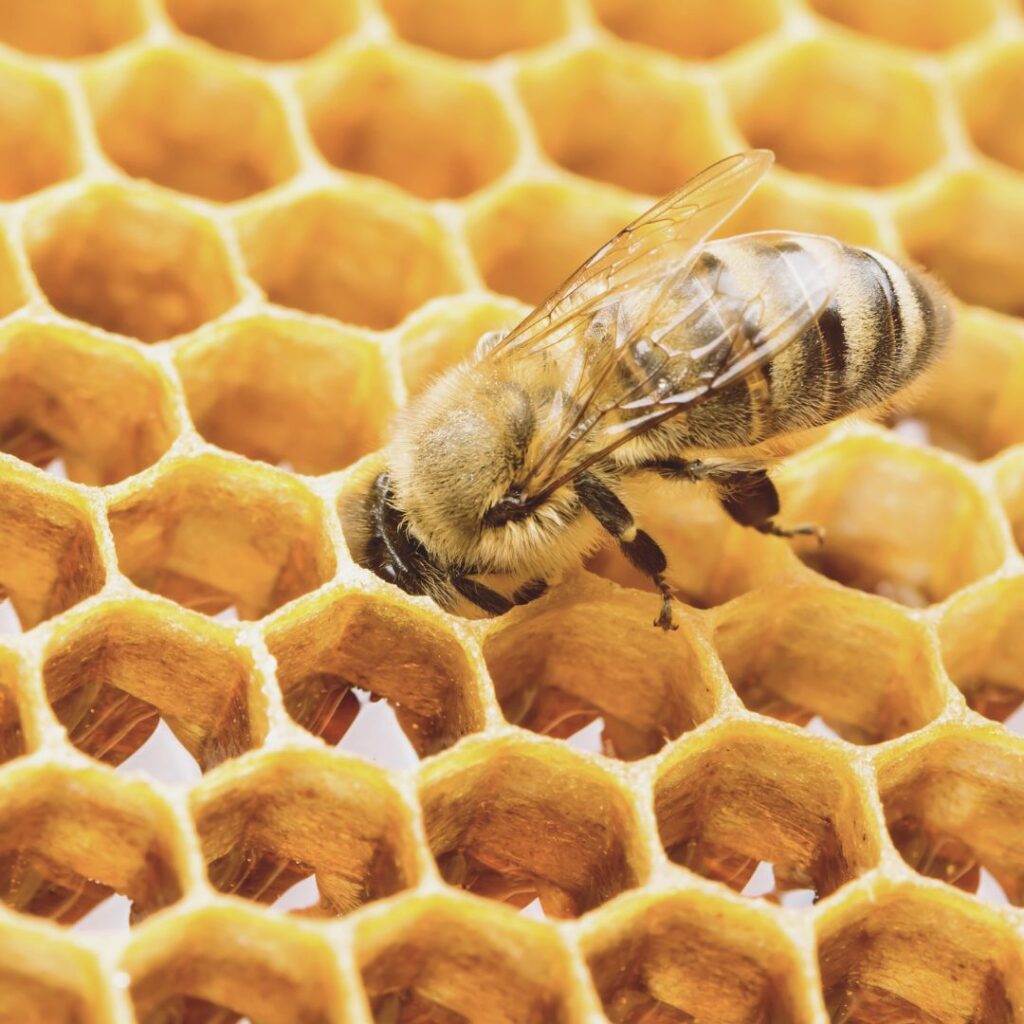 7 dicas simples para ajudar a salvar as abelhas